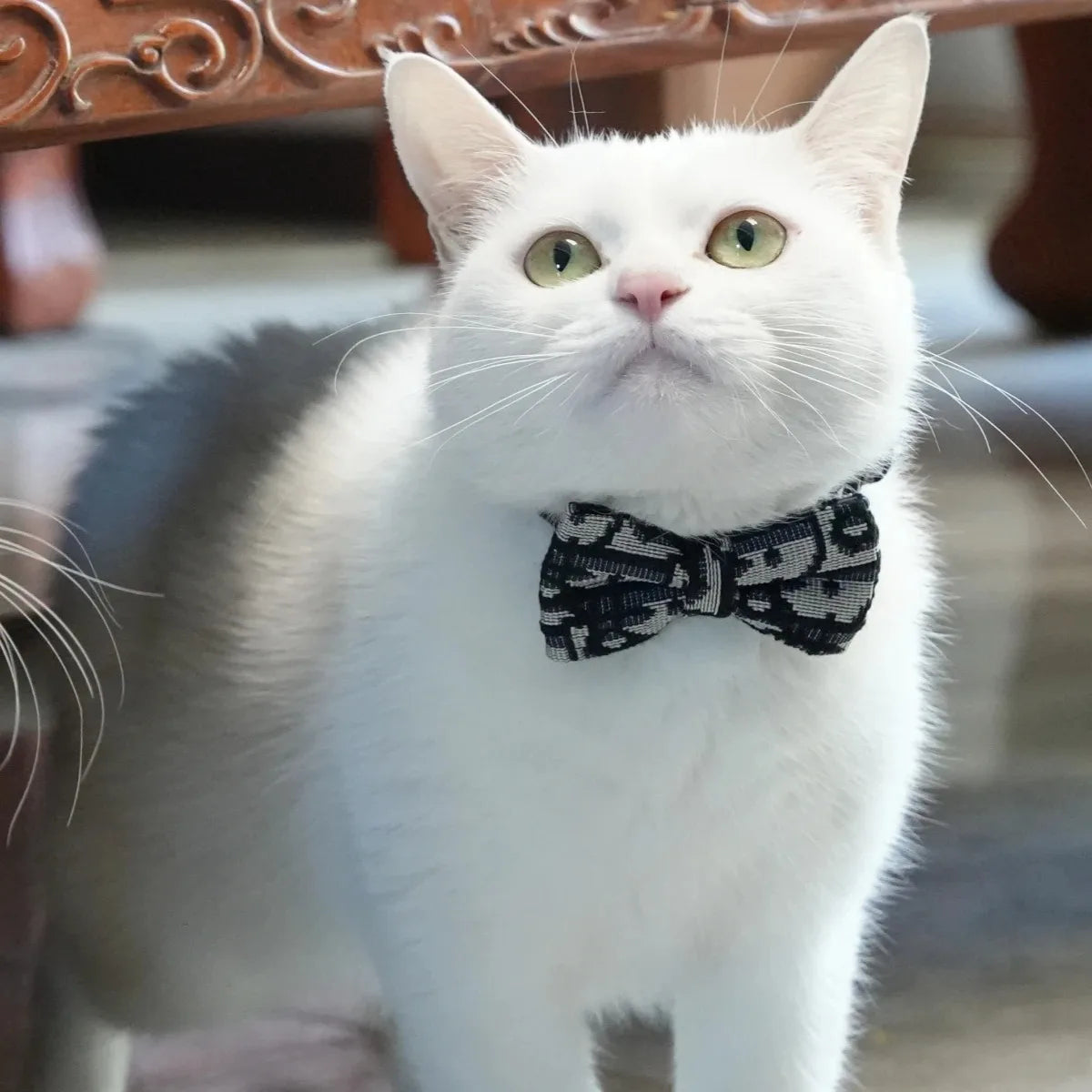 Pet Stuff Accesories Cats Items Detachable Collar Series Accessories Dogs Collars Guides Supplies Leash Kittens Pets